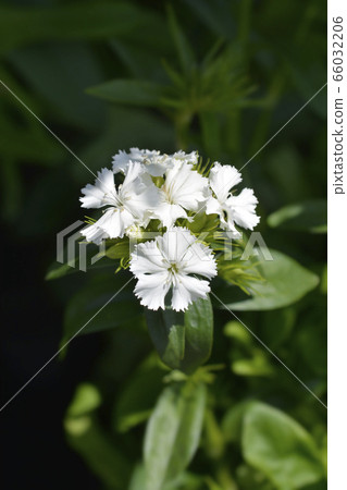 Sweet William Sweet William 66032206