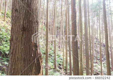 The sun pouring into the cedar forest 66032242