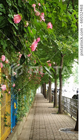 Rose road Rose road 66032468