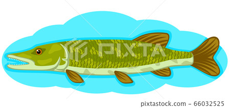 Pike predator swims in the water on a white Pike predator swims in the water on a white 66032525