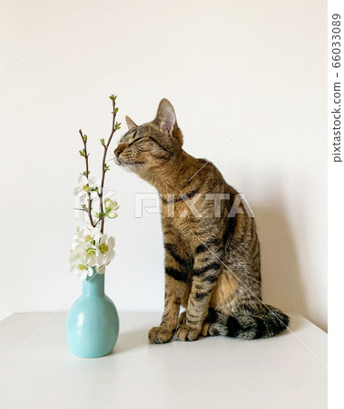 Young European Shorthair cat smelling fresh white flowers. Young European Shorthair cat smelling fresh white flowers. 66033089