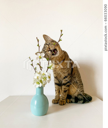 Young European Shorthair cat smelling fresh white flowers. Young European Shorthair cat smelling fresh white flowers. 66033090