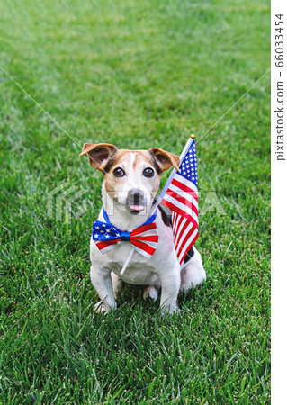 Proud dog in stars and stripes sunglasses with American flag 66033454
