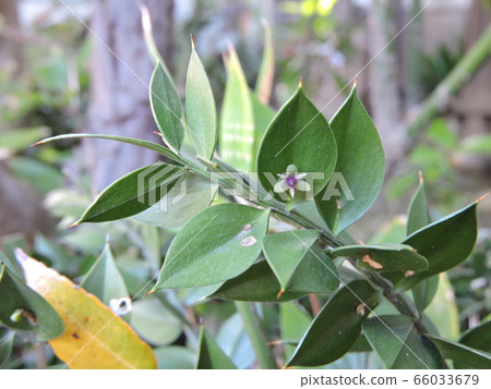 Small flower of Nagi-kada Small flower of Nagi-kada 66033679