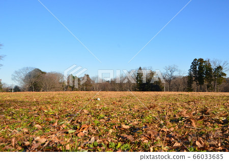 Open space covered with fallen leaves (Hachigata Castle Park / Yorii Town, Saitama Prefecture) 66033685
