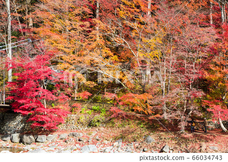 Autumn leaves landscape in Shiobara Valley Autumn (Nasushiobara City, Tochigi Prefecture) November 2019 66034743