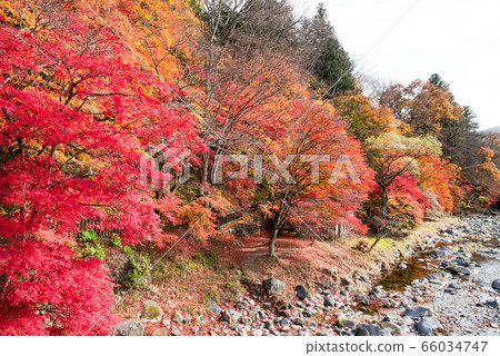 Autumn leaves landscape in Shiobara Valley Autumn (Nasushiobara City, Tochigi Prefecture) November 2019 Autumn leaves landscape in Shiobara Valley Autumn (Nasushiobara City, Tochigi Prefecture) November 2019 66034747