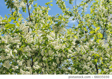 spring bird cherry bushes is blooming spring bird cherry bushes is blooming 66035030