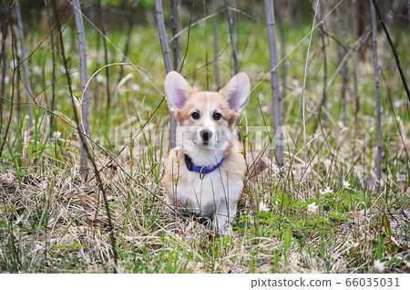 Welsh Corgi Pembroke sitting on the grass Welsh Corgi Pembroke sitting on the grass 66035031