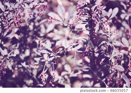shrub with purple leaves - abstract background shrub with purple leaves - abstract background 66035057