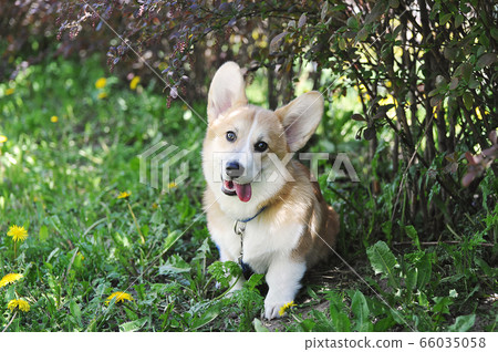 Welsh Corgi Pembroke on a leash sitting Welsh Corgi Pembroke on a leash sitting 66035058