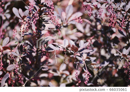 shrub with purple leaves - abstract background 66035061