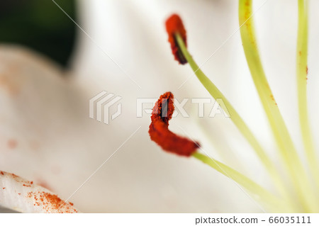 Stamens of white lily close-up Stamens of white lily close-up 66035111
