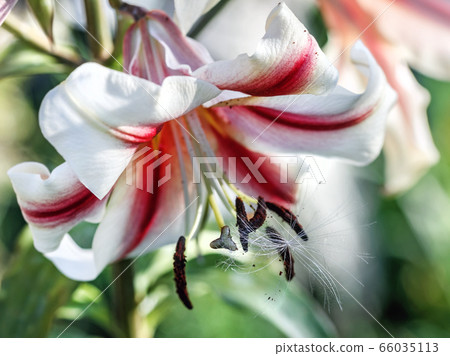 Luxurious garden lily close-up 66035113
