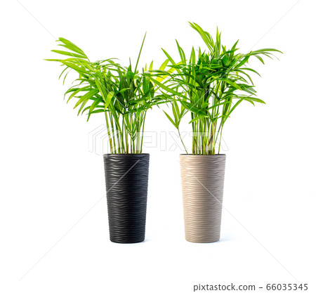Kentia Palm Tree Kentia Palm Tree 66035345