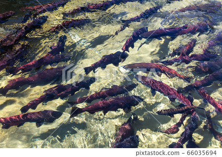 Spawning sockeye salmon 66035694