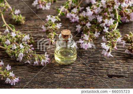 A bottle of essential oil with fresh blooming thyme 66035723