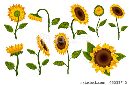Collection decorative sunflower blossom. Hand drawn sunflower with green leaves. Decorative floral design elements for invitations and cards 66035740