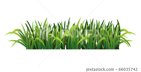 Green grass border. Fresh green grass. Isolated on transparent background. Vector Illustration for use as design element 66035742