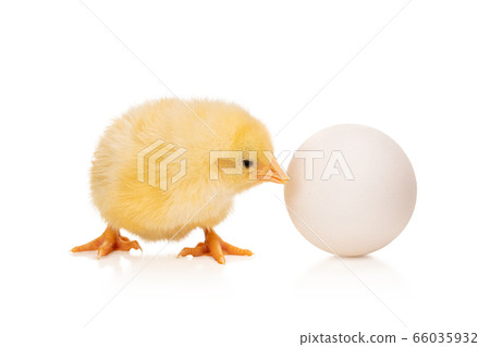 yellow chicken near the egg 66035932