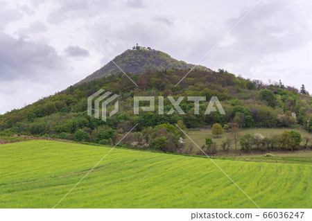 Green mixed forest on Milesovka, highest mountain of Ceske stredohori with lookout tower and meteorological station and observatory, Czech Republic 66036247