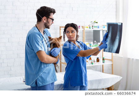 Animal radiography. Experienced vet doctor and assistant with cute doggy reading xray in hospital 66036674