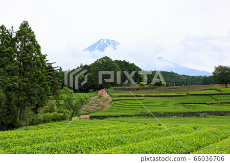 Tea plantation (early summer) 66036706