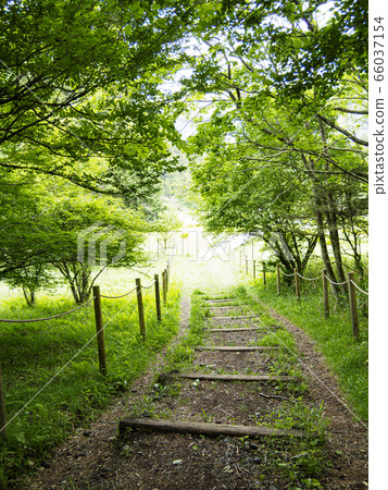 Oda Nashi濕地(初夏) Oda Nashi濕地(初夏) 66037154