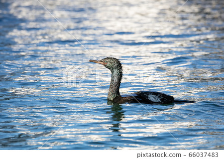 Pelagic Cormorant bird 66037483