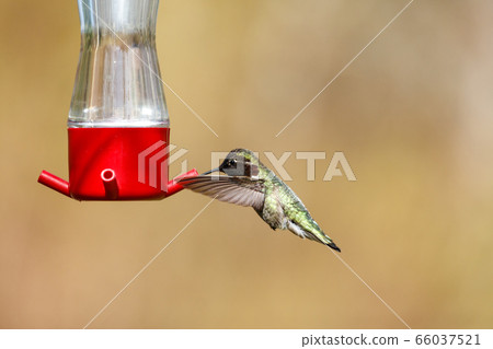 flying Anna's hummingbird 66037521