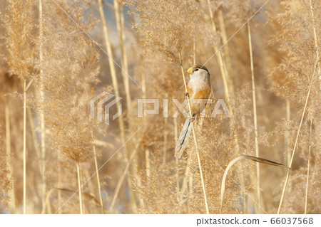 Reed Parrotbill bird Reed Parrotbill bird 66037568