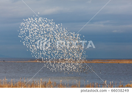 Flock of Dunlin Flock of Dunlin 66038249