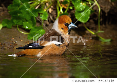 Male hawfinch cleaning wet feathers in shallow pond in summer nature 66038416