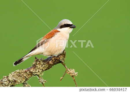 Red-backed shrike sitting on a branch with moss in summer nature Red-backed shrike sitting on a branch with moss in summer nature 66038417