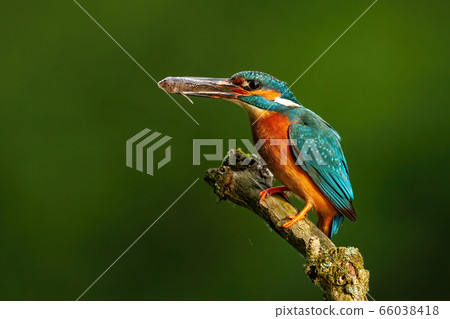 Elegant common kingfisher stretching forward and holding a fish in beak 66038418
