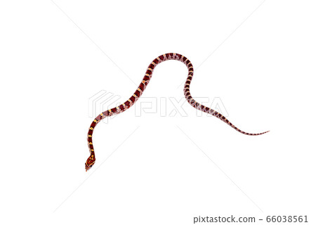 Snake corn snake Snake corn snake 66038561