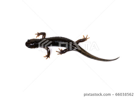 Touhoku salamander Touhoku salamander 66038562