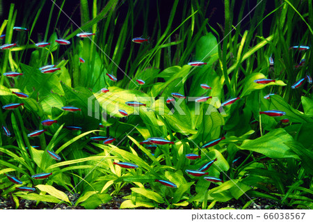 Cardinal tetra Cardinal tetra 66038567