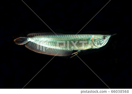 Arowana 66038568