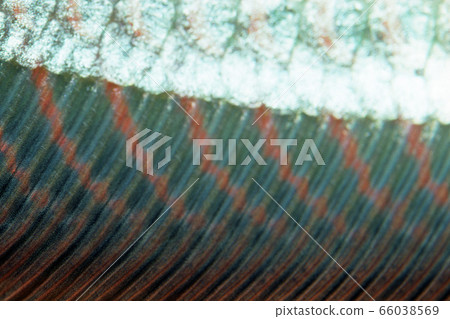 Arowana fin up 66038569