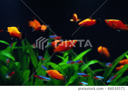 Aquarium Aquarium 66038571