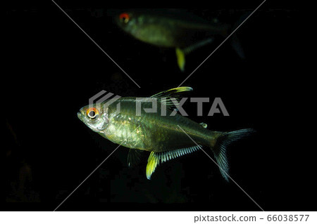 檸檬四 檸檬四 66038577