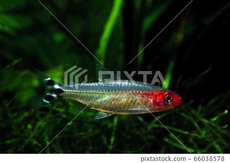 Laminino的四 66038578