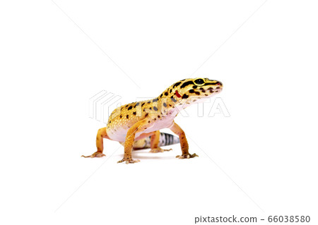 豹紋壁虎 66038580
