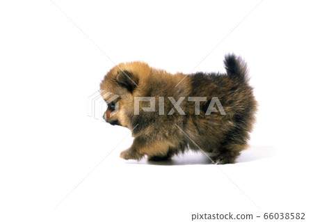 走路的小狗 66038582