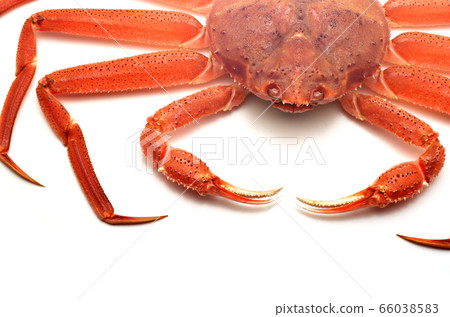 Snow crab 66038583