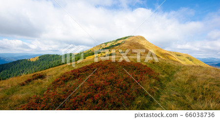 mountain in weathered grass in autumn. beautiful mountain in weathered grass in autumn. beautiful 66038736