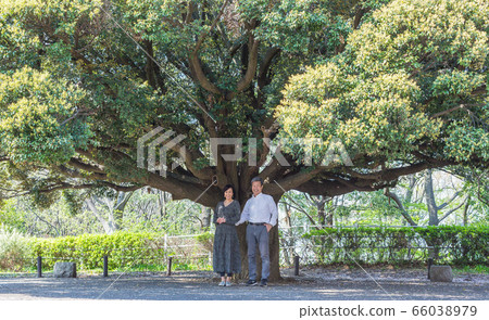 A refreshing senior couple under a big tree Middle couple Two lovely adults A refreshing senior couple under a big tree Middle couple Two lovely adults 66038979