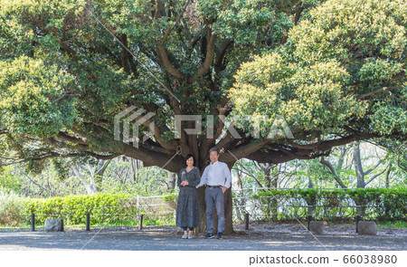 A refreshing senior couple under a big tree Middle couple Two lovely adults 66038980