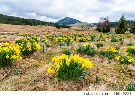 Wild yellow Narcissus on the mountain meadow and Bukovec hill on background. Jizerka village, Jizera Mounains, Czech Republic 66039221